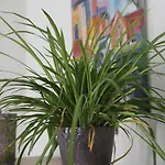 Aux Herbes Folles Herve