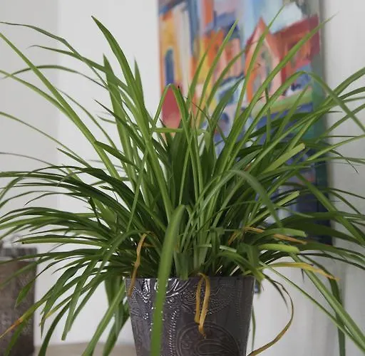 Aux Herbes Folles Herve